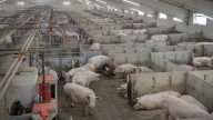 Badiola (Unizar) dice que los productos del cerdo "son totalmente seguros" en España