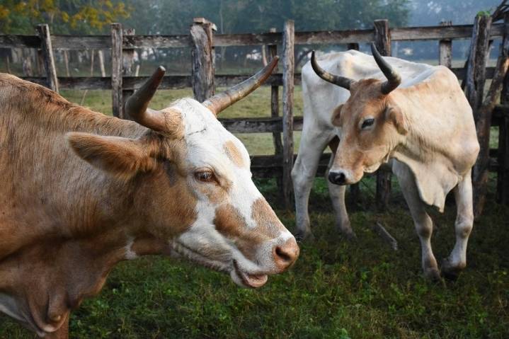 Sheinbaum aborda con secretaria Rollins reapertura de frontera para el ganado mexicano