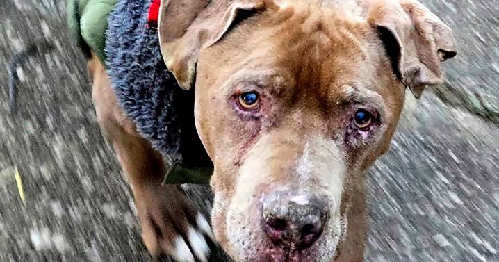 Michigan vet who wouldn't return ailing dog to homeless man to spend 10 days in jail