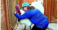 Some families 'adopt' turkeys for Thanksgiving