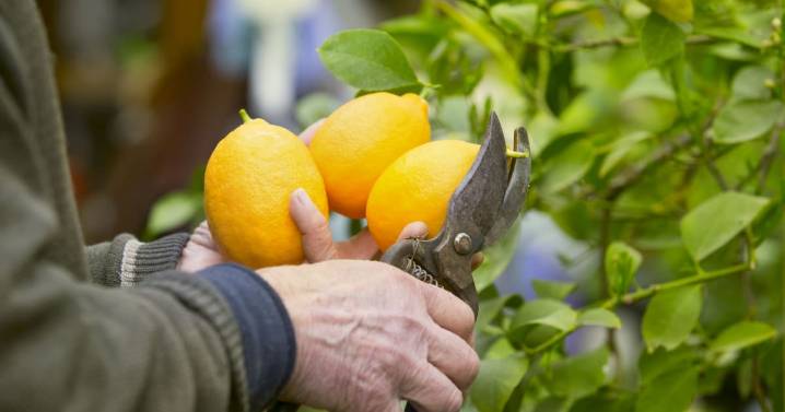 Cómo cultivar tu propio árbol de limón: cada cuánto hay que regarlo y cuándo da los primeros frutos