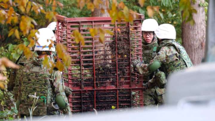 Policía de Japón Autoriza a sus Agentes Matar a Osos; Ataques de Animales han Dejado 13 Muertos