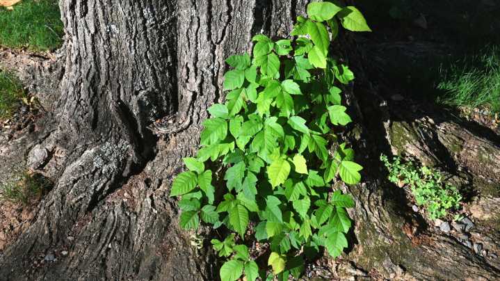 Poison Ivy Goes Incognito In Winter—here's How To Spot It Without The Leaves