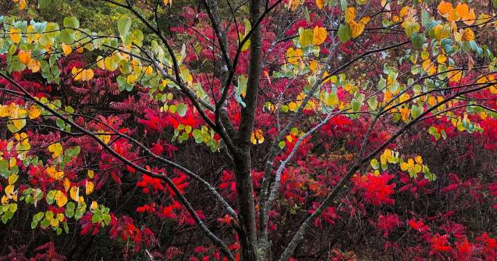 Exact rules on what you can do if neighbour's tree is hanging over your garden