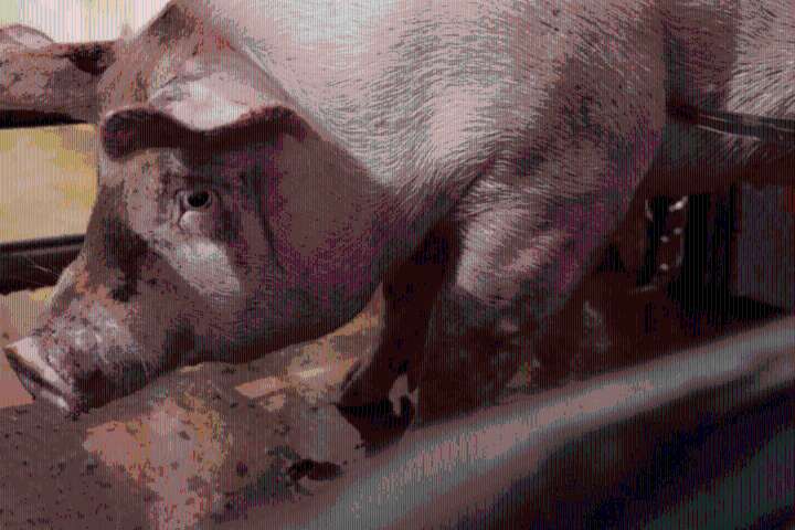 Denuncian operación de presunto rastro clandestino en Tula