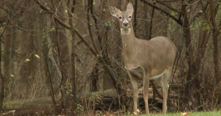 Could Ashtabula Co. become the most popular county for deer hunting this year?