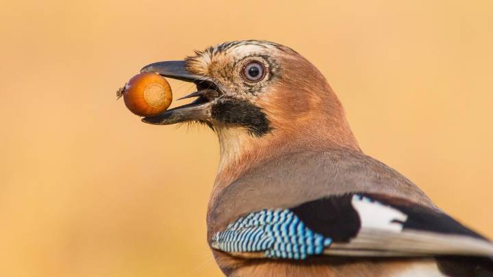 El declive de las aves está dejando sin cubrir las funciones ecológicas que prestan