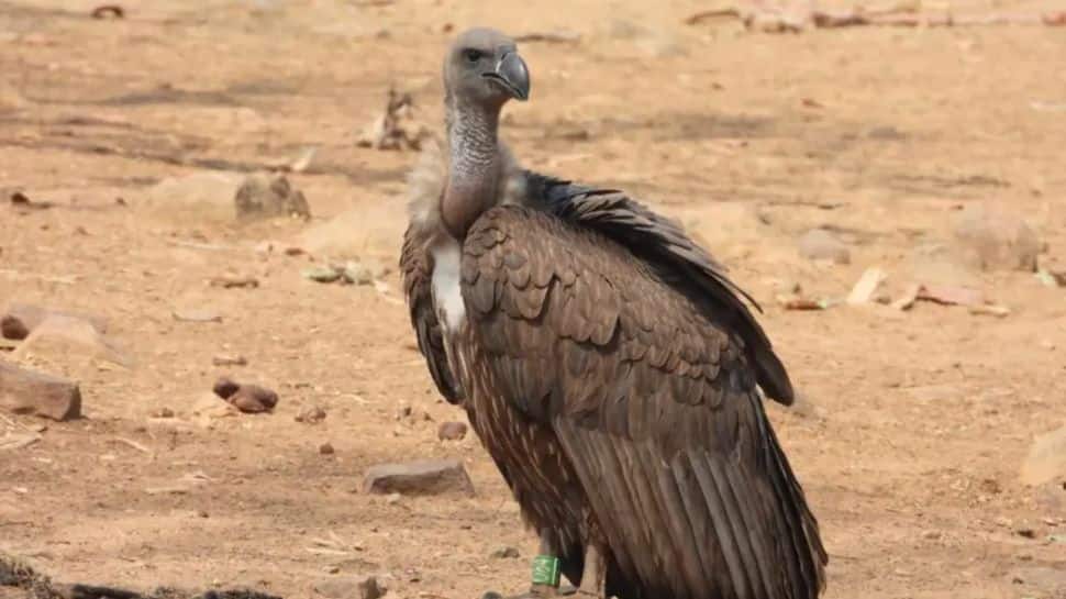 15,000 Km Flight: Meet ‘Marich’, The Vulture Who Travelled Across 4 Countries And Returned To India
