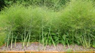 How To Successfully Grow Asparagus In Your Container Garden
