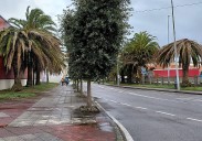 Santoña talará de forma «urgente» 23 palmeras afectadas por el picudo rojo