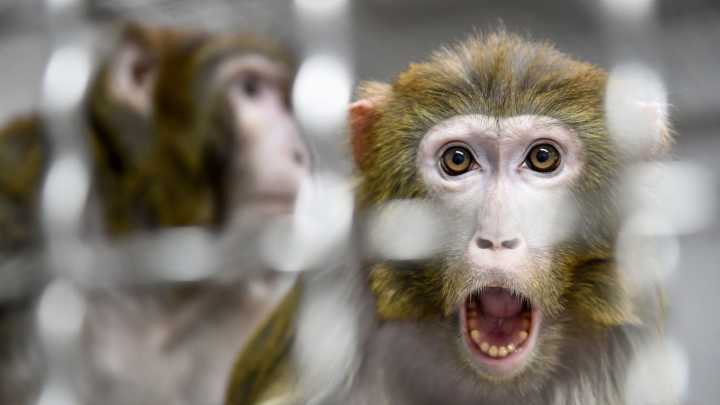 Monkey on the loose in Mississippi shot and killed