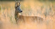 Video game hopes to teach high school students about chronic wasting disease