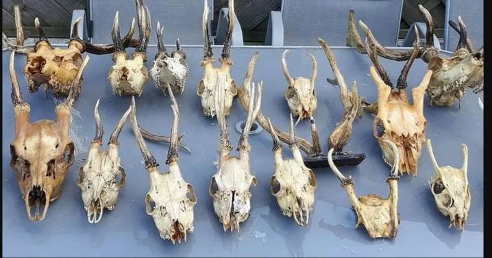 Sick link between people convicted of wildlife abuse and crimes against humans