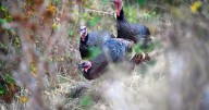 Nature: Turkeys in Washington State