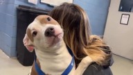 Iowa Dog Left Behind At The Airport Gets Rescued And Finds Her Forever Family