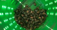 Japanese beetle numbers rise in Tri-Cities threatening local crops