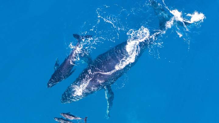 What whales can teach us about cancer