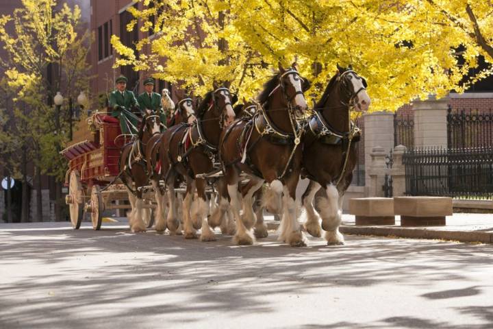 Budweiser Clydesdales to appear at Marshall's Wonderland Lights