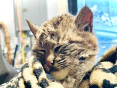 Injured bobcat kitten found on U.P. highway rescued by deputies