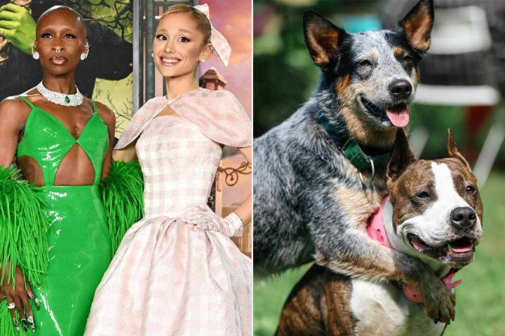 Wicked-Inspired Dog Name Gets Number 1 Spot on Top Trending Pets Name List