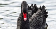 "Fly far and free Fernando, it was a pleasure to have met you" - residents devastated over death of Wigan's black swan