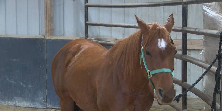 Missouri horse owners react to equine respiratory virus outbreak in Texas
