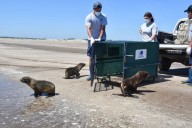 Mundo Marino rehabilitó y reinsertó a tres lobos marinos juveniles en San Clemente del Tuyú