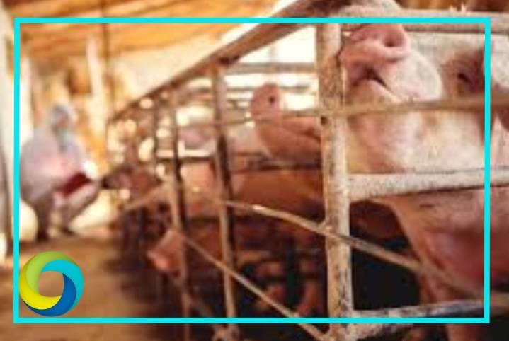 México suspende las importaciones de carne de cerdo desde España por la peste porcina