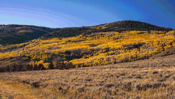 Listen To Pando, The World's Largest Living Tree, As It Roars And Eerily Rumbles