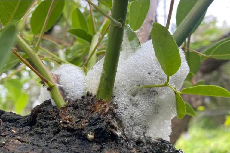 Árboles aparecieron con “espuma” y despertó la curiosidad de vecinos: fotos