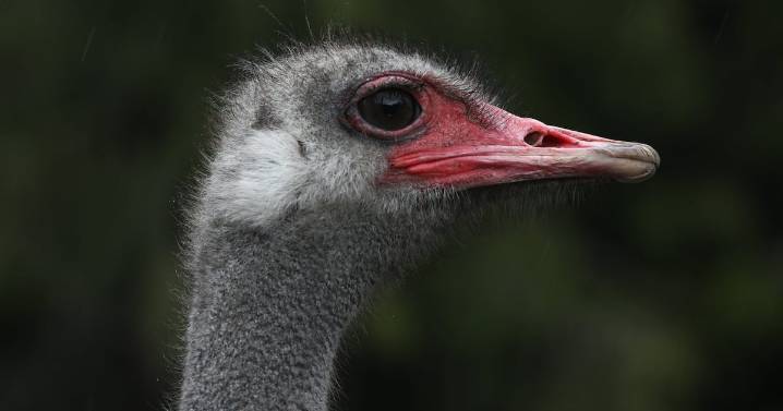B.C. ostrich farm: CFIA manual details cull methods