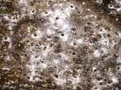 Arachnid super-web reveals the surprising 'constant party' life of cohabiting spiders