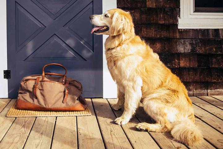 Woman Says Neighbor's Dog Pees on Her Porch Every Morning