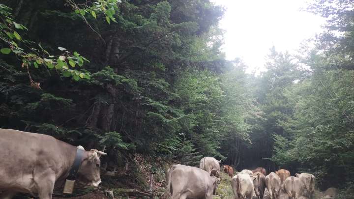 Los ganaderos del Valle de Benasque piden alejar a los perros de los pastos