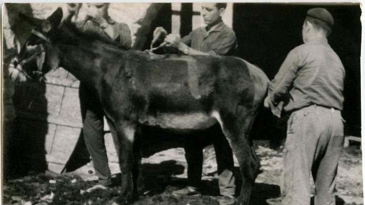 El último esquilador de caballerías en Aragón: "A los pueblos no nos echa una mano nadie"