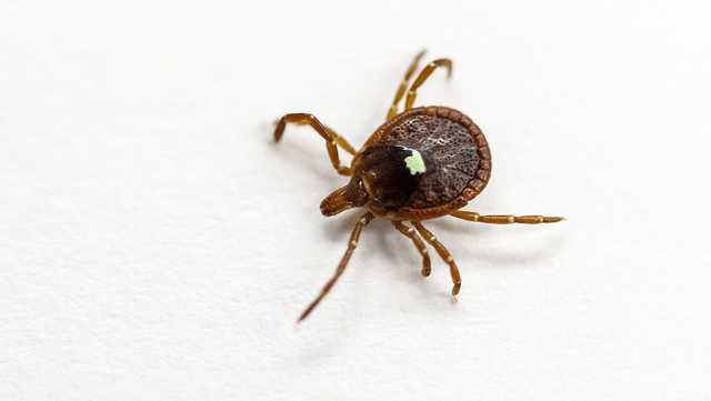 New Jersey man is first known death from meat allergy triggered by tick bites
