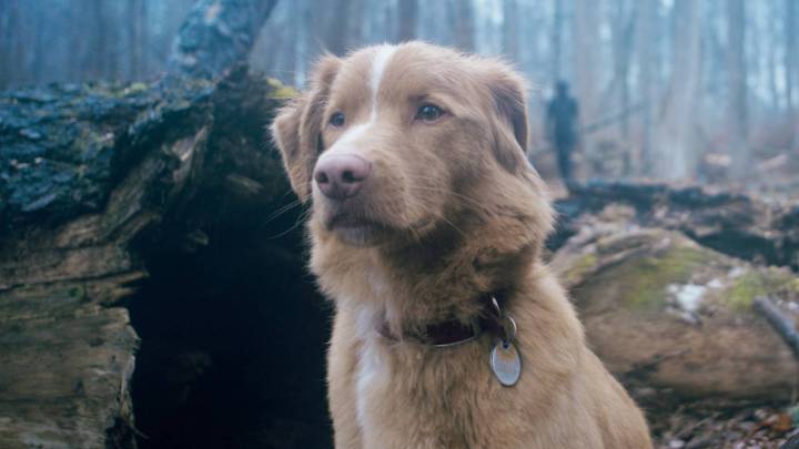 Top 10 Iconic Dogs In Movies: From Rin Tin Tin To Indy In Good Boy
