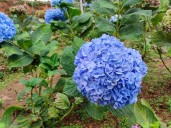 Con sus propias manos remodeló un viejo jardín y el resultado final impactó en las redes sociales