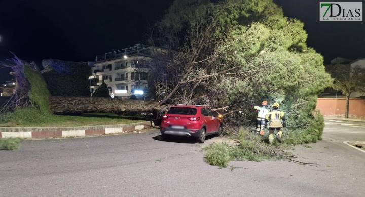 Cae un árbol de grandes dimensiones sobre un coche en Plasencia