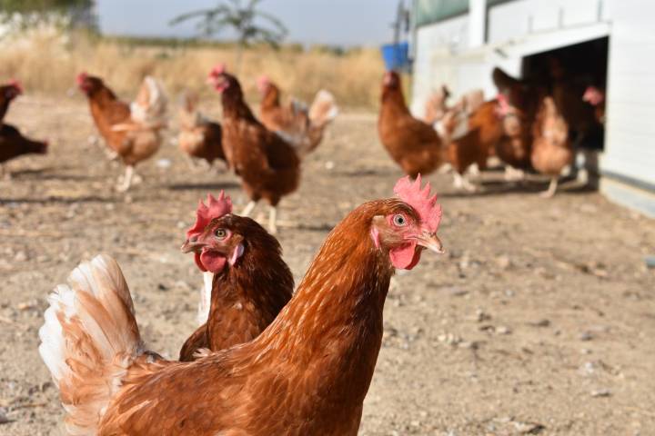 Las aves de corral de Castilla-La Mancha se confinan para prevenir el virus de la gripe aviar