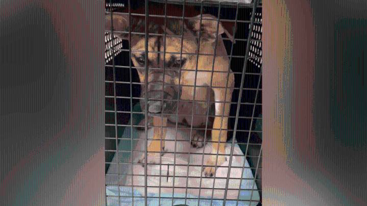 Southern California dogs flown cross-country to ease crowded shelters