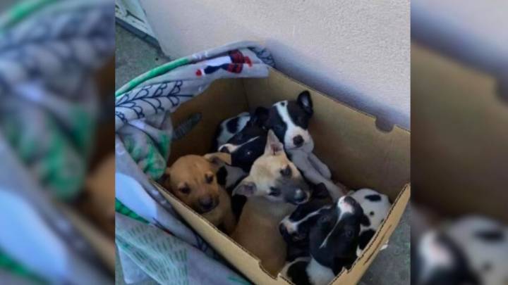 California Woman’s Encounter With A Box On The Street Leads To A Rescue Mission With An Unexpected Twist