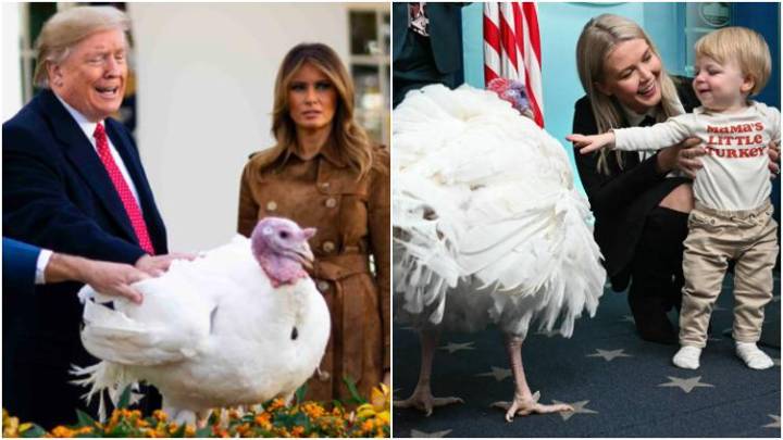 Perdona Trump a pavo y lo llevan a conferencia de prensa 🎦