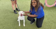 FALL in love! Adopt a WPTV 'Underdog' this November