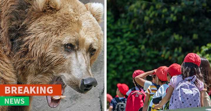 Grizzly Bear Attacks Class Of Kids, Who Are Left Desperately Fighting For Their Lives