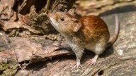 Bariloche: murió el paciente diagnosticado con hantavirus y aislaron a dos personas
