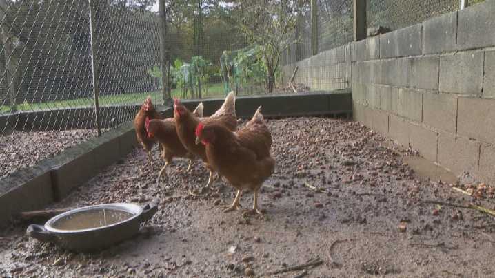 16 municipios madrileños confinan desde este lunes sus aves de corral por la gripe aviar