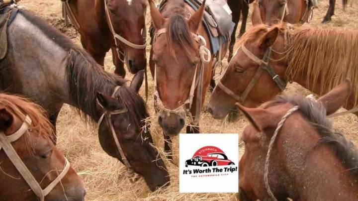 Empty Steinbach Car Lots to Be Filled with Horses