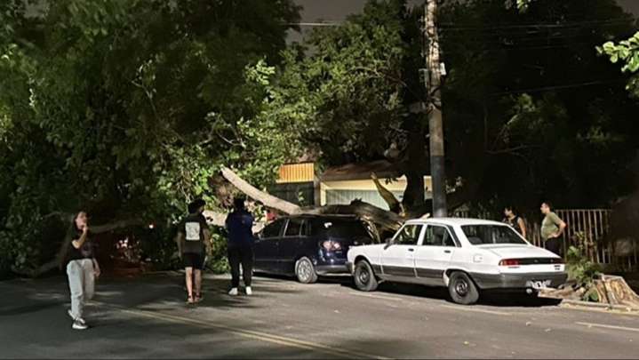 Una enorme rama cayó sobre un auto en Capital y lo destruyó