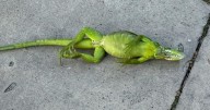 Las iguanas comienzan a caer de los árboles en el sur de Florida por el frío